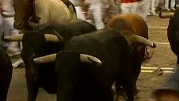 Un barbat a fost omorat de un taur, in Spania