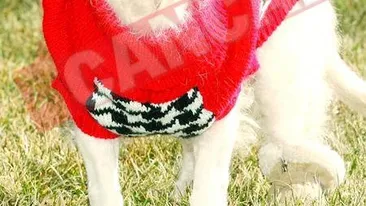 A murit cel mai batran caine din lume