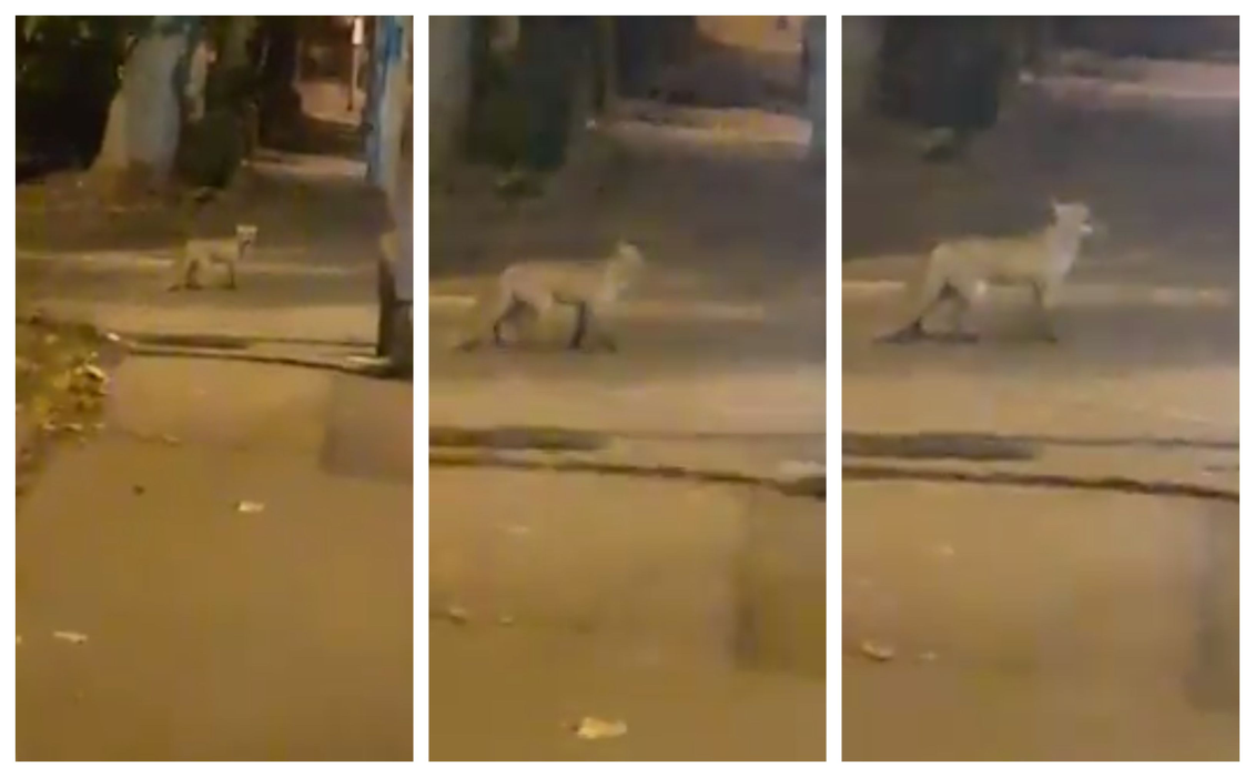Clipe de groază în Pitești! Un bărbat a fost atacat de o vulpe după ce a încercat să își salveze pisica din colții fiarei sălbatice