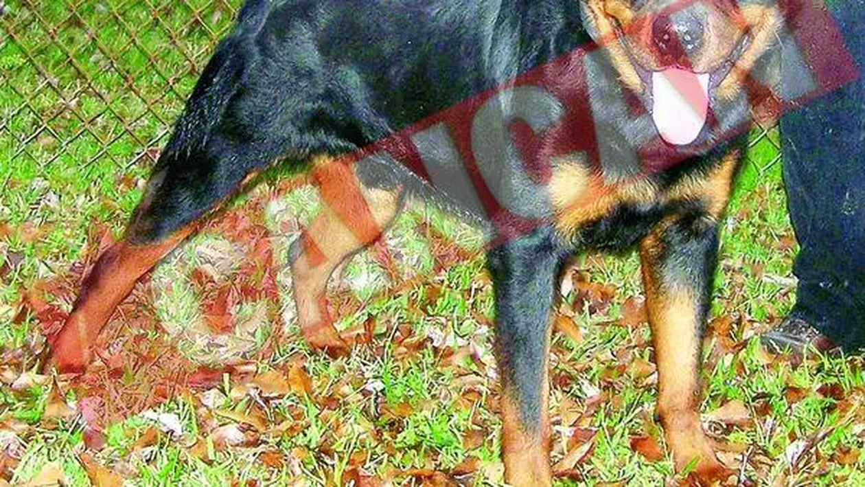 Rottweiller la puscarie