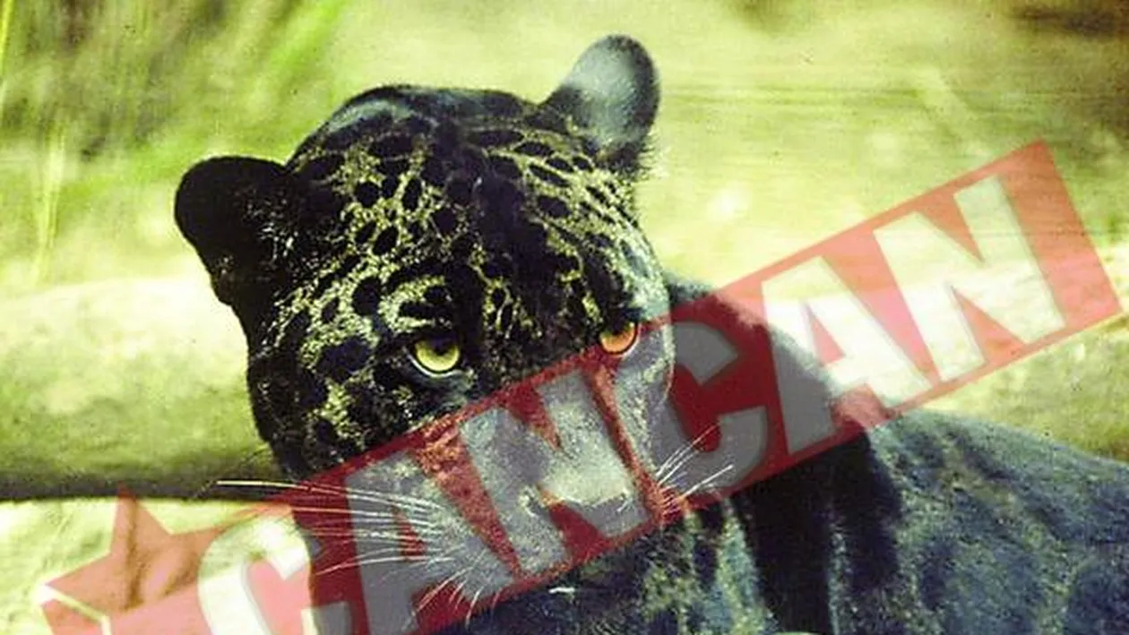 Jaguarul Bety a murit in urma unui infarct