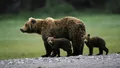 Metodă inedită de alungare a urșilor. Soluția găsită de o primărie din Brașov, pentru a scăpa de animale. „Sperăm să funcționeze”