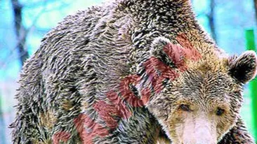 Benny a plecat spre raiul ursilor