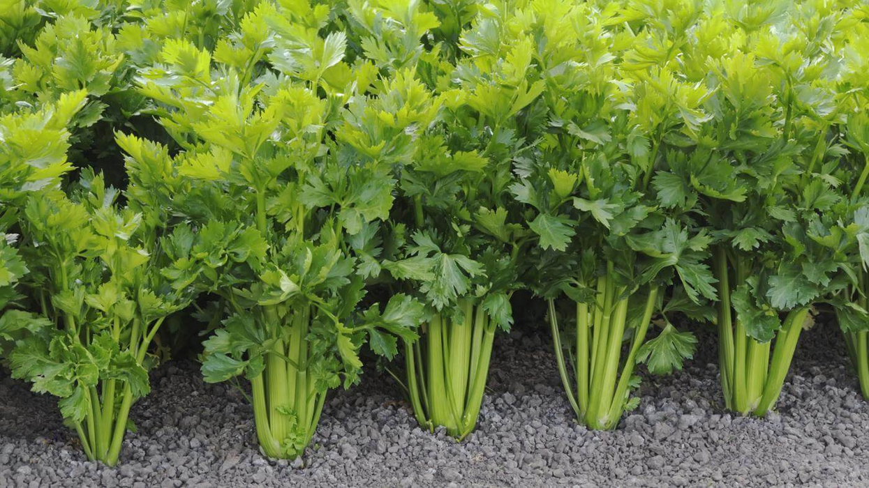 Ţelina este plină de vitamine, minerale, electroliţi şi enzime benefice