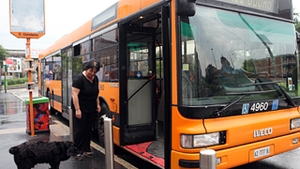 Cacao, cainele care ia in fiecare zi autobuzul prin Milano