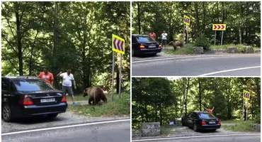 Un urs a atacat 2 bărbați pe Transfăgărășan. Tragedia Mariei Diana din Jepii Mici, la un pas să se repete. Detalii de ultimă oră VIDEO