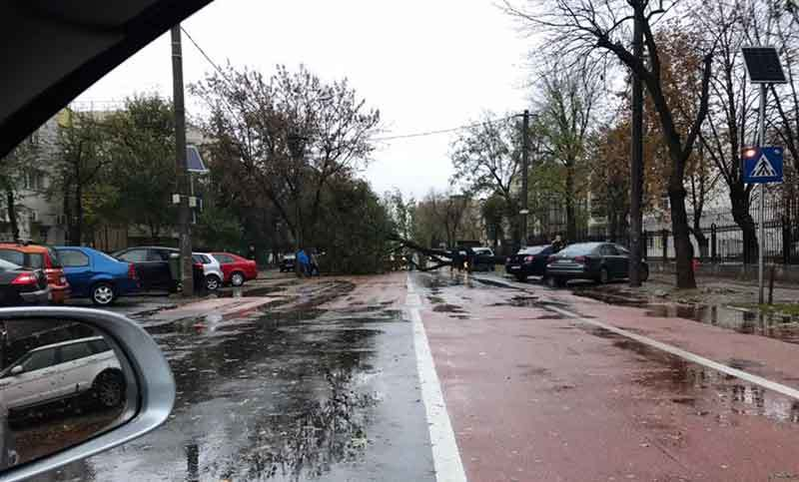 COD GALBEN în Capitală. Un copac a căzut peste o maşină de taxi, iar şoferul a fost dus la spital!