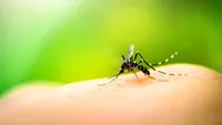 117 cazuri de meningită cauzată de infecția cu virusul West Nile și 12 decese