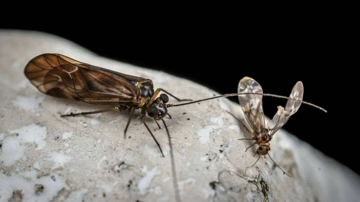 Apocalipsa insectelor este tot mai aproape! Avertisment îngrijorător transmis de o echipă de cercetători