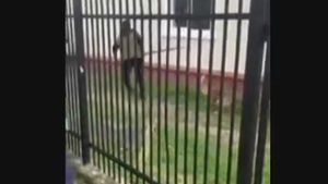 Scene desprinse din filmele de groază: ”Nu se poate așa ceva!” Ce s-a întâmplat cu o cățelușă în județul Vâlcea sub privirile a zeci de copii VIDEO