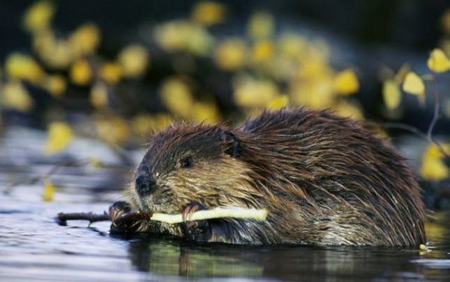 Un animal dipărut din ţara noastră acum 40 de ani a reapărut în mijlocul unui muzeu. Prima reacţie