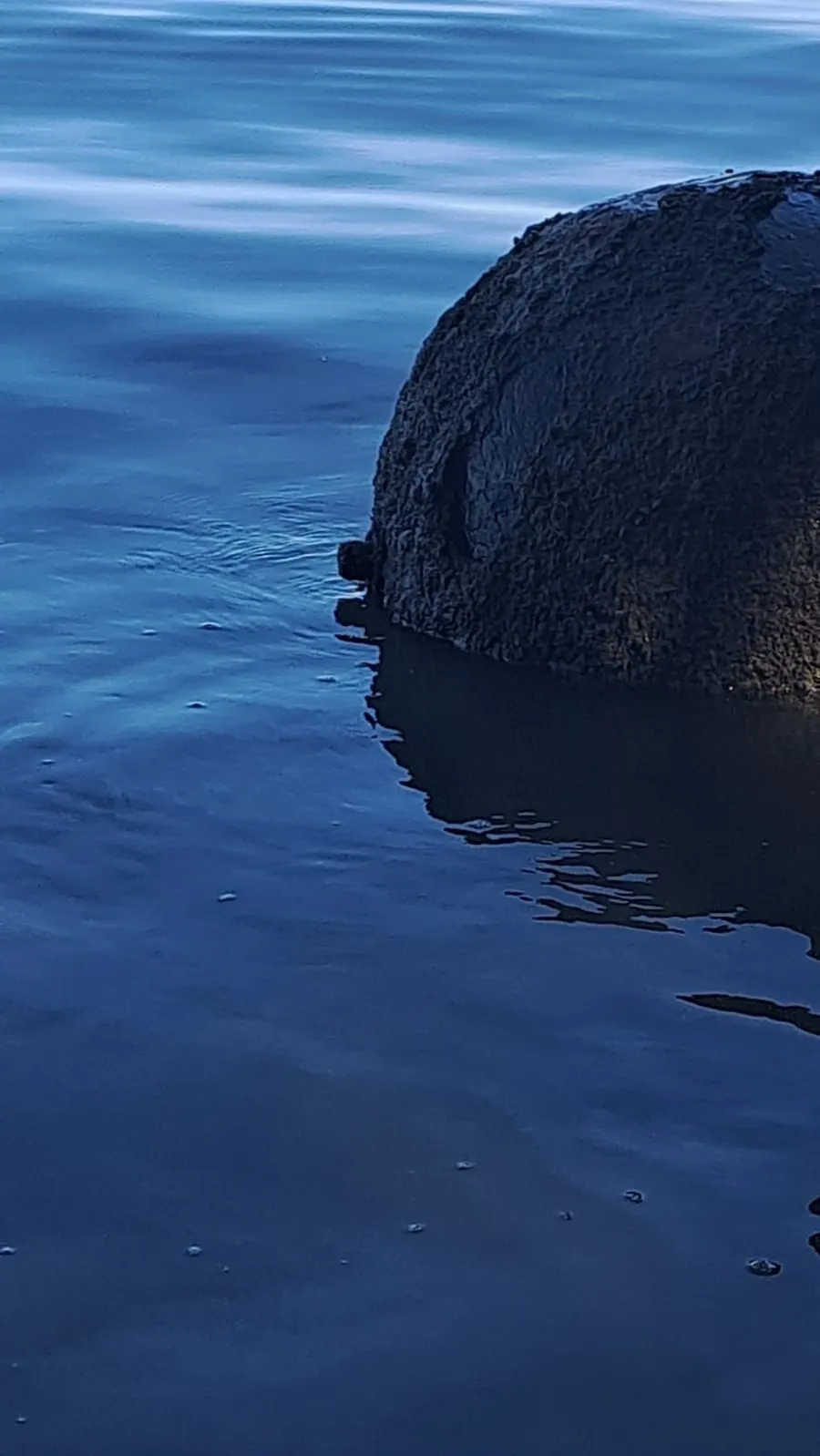 Descoperirea care i-a alarmat pe locuitorii din Tulcea. Bila neagră uriașă care a apărut în Dunăre, pe brațul Chilia Veche