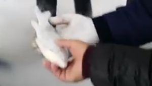 A luat câţiva peşti îngheţaţi pe care i-a pus în apă. Ce se întâmplă în doar câteva secunde a şocat pe toată lumea, iar imagini au devenit virale