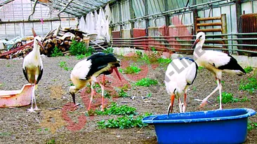 Berzele au spital la Cristian-Sibiu