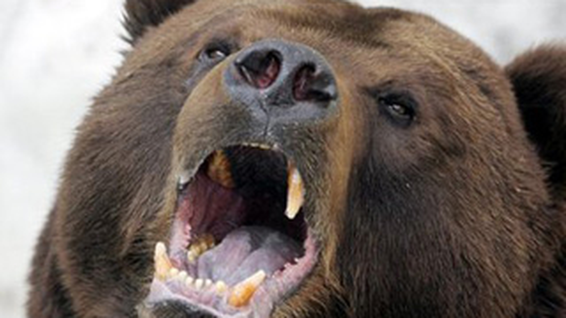 Locuitorii din Moroieni traiesc cu spaima din cauza ursilor! Au patrulat prin sat si au facut focuri pentru a alunga animalele: "Stam cu teama ca ursul turbat ar putea intra in casa peste noi"