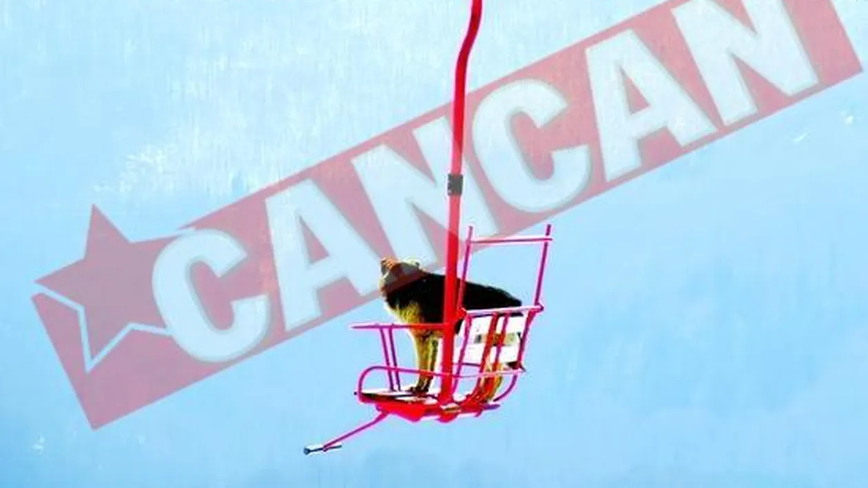 Maidanezul Rocky, vedeta in Parang