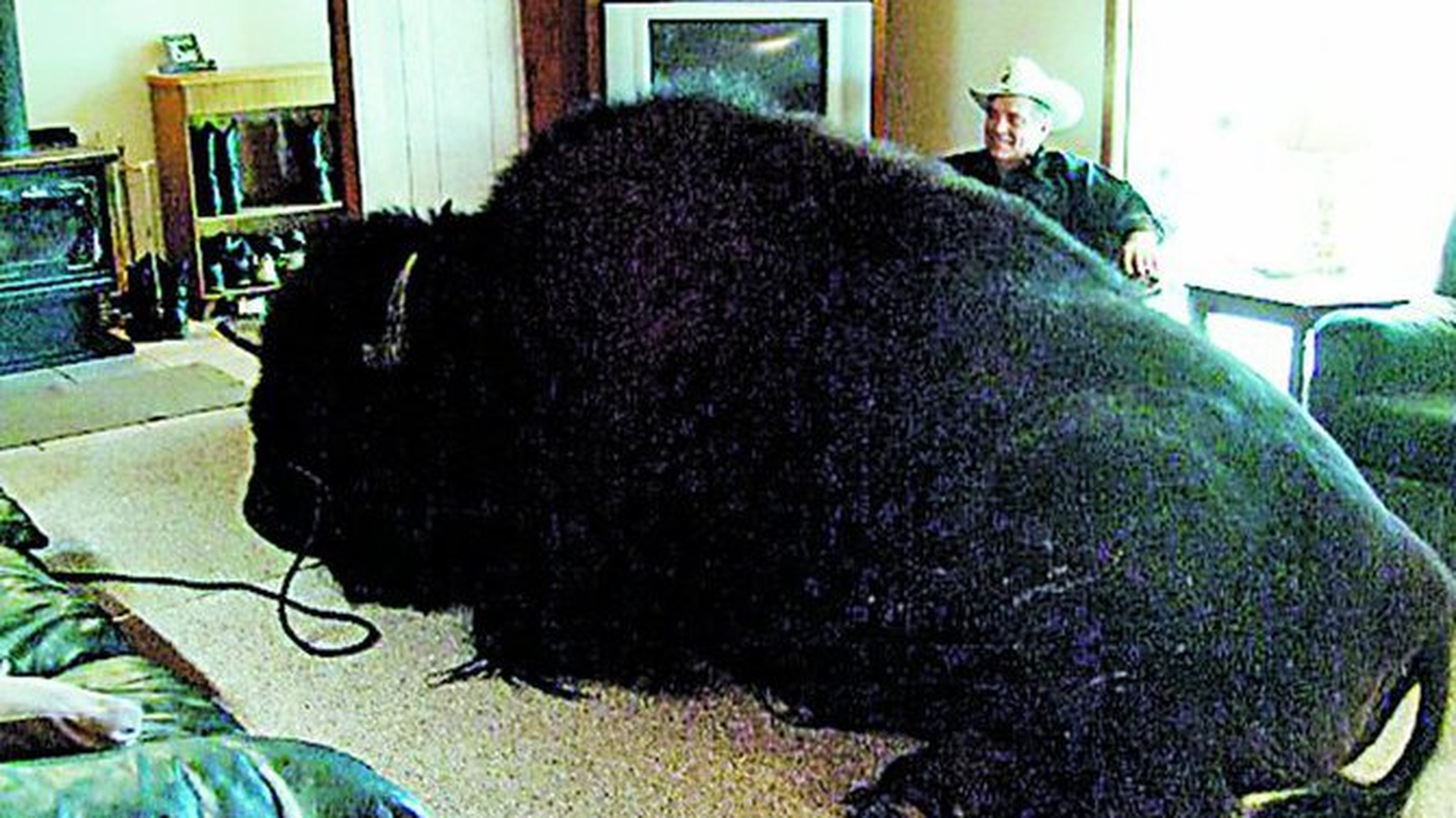 O familie din Canada are un animal de companie de-a dreptul urias. Cu bizonul de 825 kg in casa