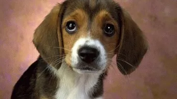 Ce inseamna cand visezi caini. Ce se întâmplă când te muşcă!