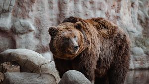 Familie din Galați, la un pas de tragedie. Au dat nas în nas cu 3 urși în Slănic Moldova. Ce s-a întâmplat când...