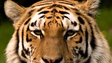 Tigrul care a bagat spaima in sibieni, dupa ce a evadat de la zoo, a fost impuscat mortal