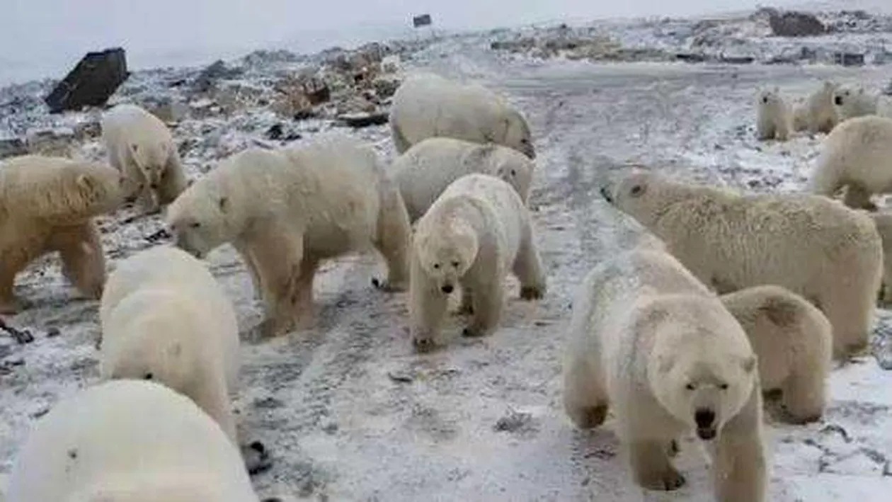 Șoc și groază într-un oraș rusesc! Au năvălit urșii polari, înfometați! Armata a intervenit