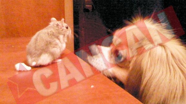 Animale haioase cu pasiuni curioase