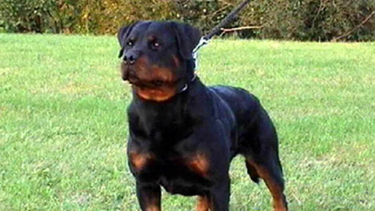 Doi copii, de cinci si respectiv trei ani, au fost muscati de un Rottweiler! Unul dintre ei e in stare grava la spital!