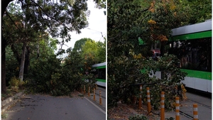 Un copac a căzut peste un tramvai, în Capitală! Traficul a fost restricționat