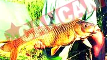 Pagube colaterale: bazele americane din Romania sperie pestii lipovenilor