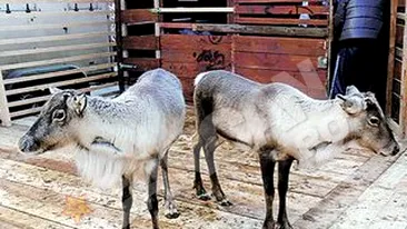 Renii lui Mos Craciun au ajuns la Arad! Rudolf si Blitz vor sta in oras pana dupa sarbatori