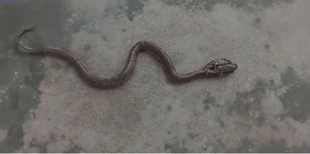 Nu e trucaj! Filmare inedită cu șarpele cu 2 capete. Specie foarte rară de reptilă a fost descoperită în India, iar unii oameni cred că prevestește ceva rău | VIDEO