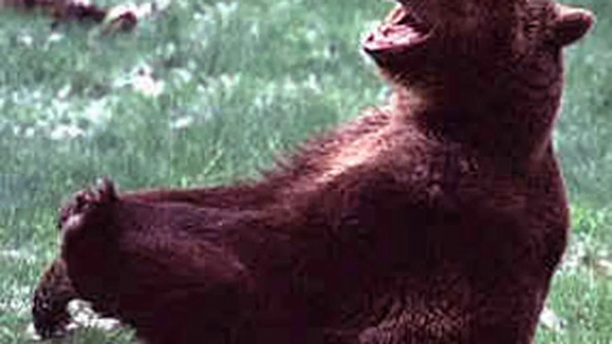 Cea mai tare gluma EVER! Piti a anuntat ca vrea sa convoace doi ursi din Dambovita la Nationala - Vezi continuarea dementiala a bancului colosal de pe Facebook