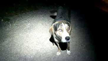 Câinele maidanez care a salvat un biciclist pe Platoul Semenic a fost adoptat!