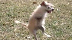 VIDEO El este cainele supravietuitor! Vezi cum se deplaseaza animalul mutilat doar cu ajutorul picioarelor din spate!