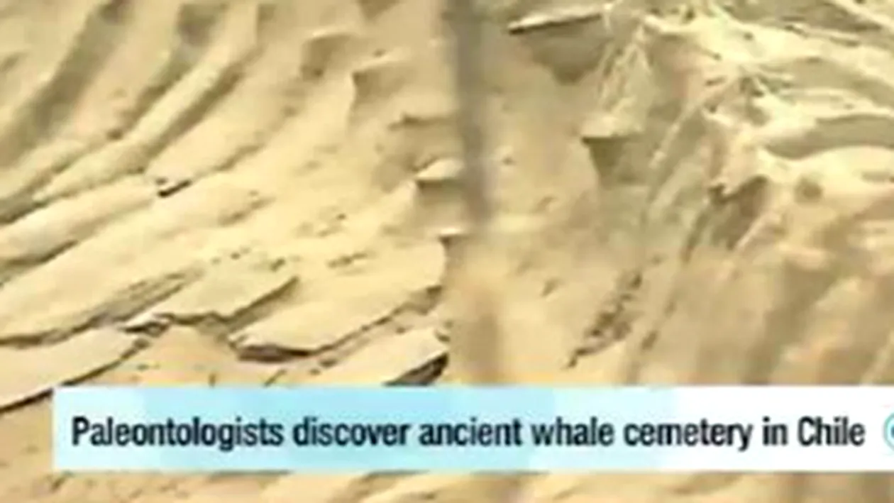 VIDEO Scheletele a 75 de balene au fost descoperite in desertul Atacama din Chile!