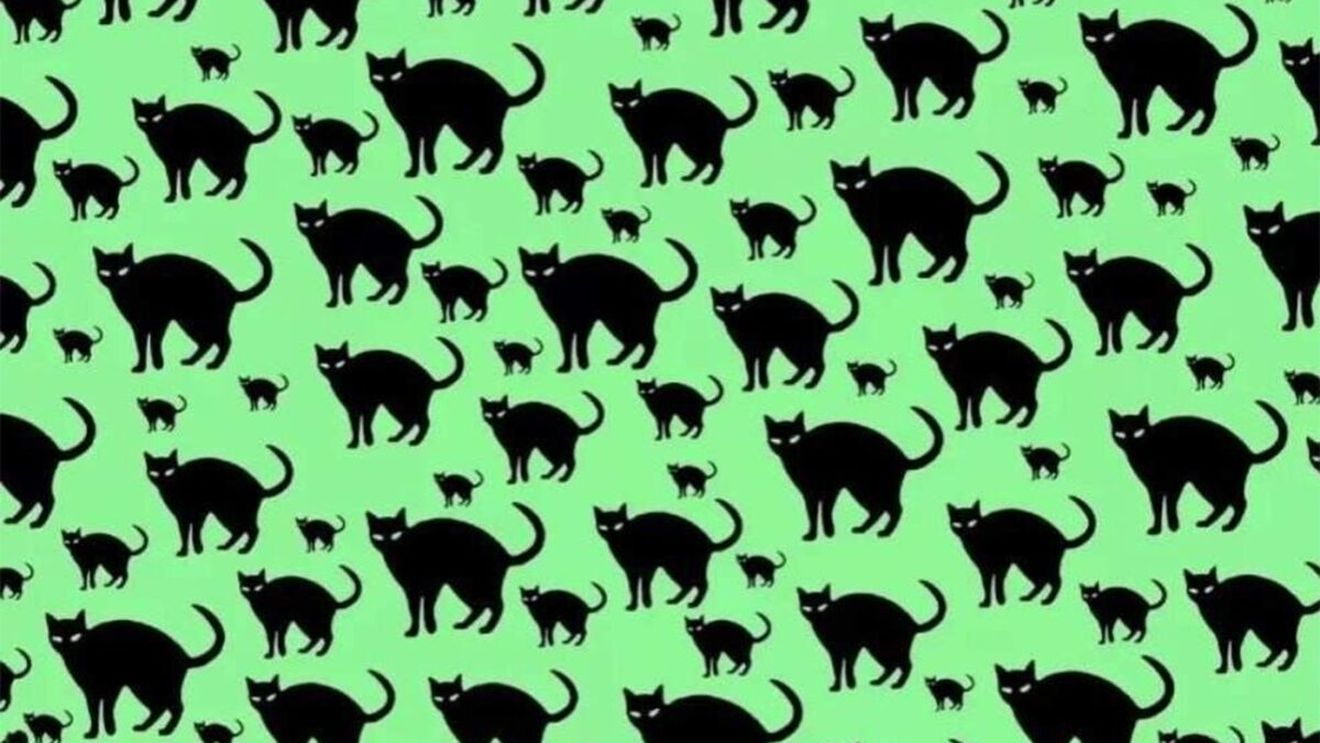 Test de inteligență | Găsiți șoricelul ascuns printre pisicile din imagine!