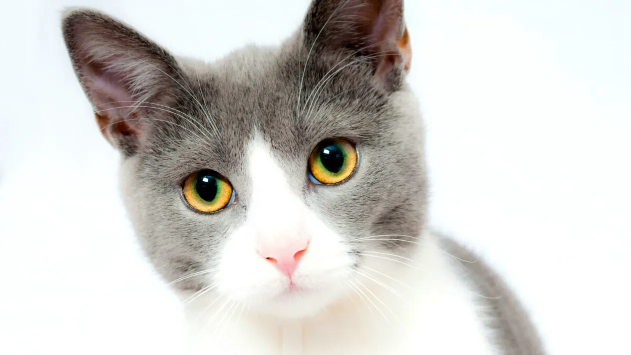 Animalele de companie și sănătatea: Cum ar putea pisicile ajuta oamenii în lupta cu cancerul