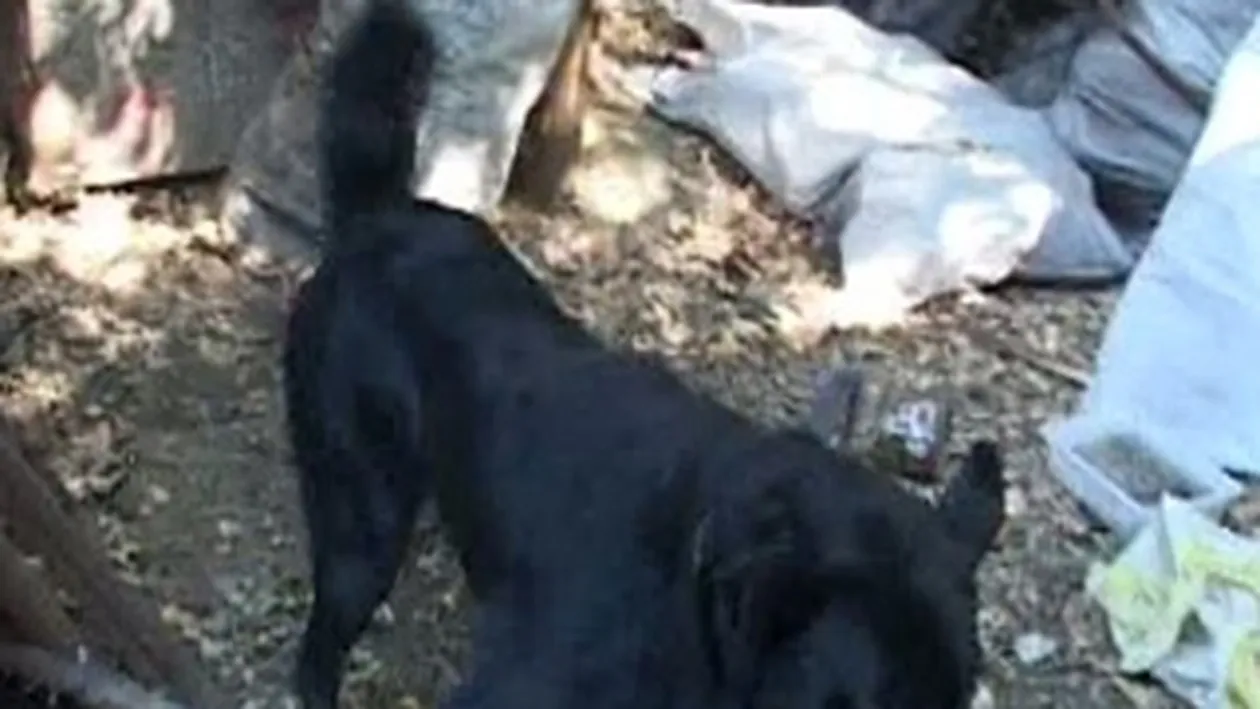 O fetita de doi ani a fost muscata de fata si cap de cainele vecinilor!