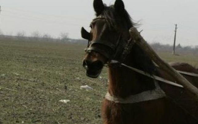Aleră în Drăgăneşti după ce iapa Tania a fost furată. Proprietarii oferă recompensă şi au creat o pagină de Facebook cu semnalmentele şi pozele animalului
