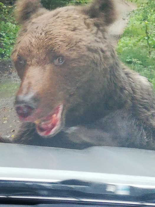 Este alertă în Prahova. Un urs rănit și agresiv a atacat oamenii în zona Bușteni