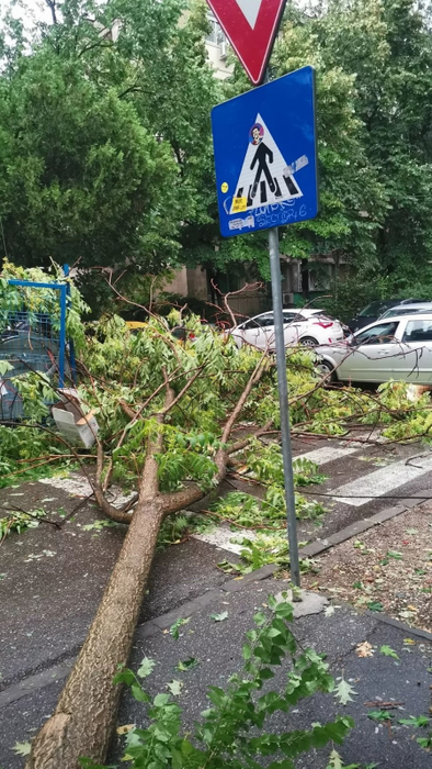 Copac căzut în Sectorul 6 SUrsă foto: CANCAN.RO