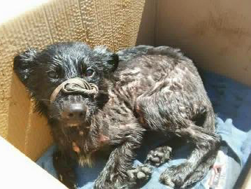 FOTO! Un căţel a fost salvat de medicii veterinari, după ce a fost găsit într-o groapă cu smoală