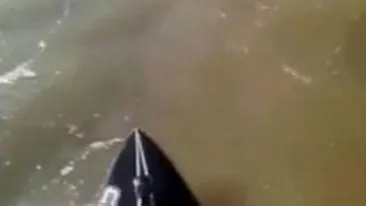 VIDEO O sa-ti dea lacrimile! Momentul emotionant cand un canotor extrem a salvat un catelus de la inec!