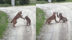 Imagini cu cea mai mare felină din Europa, surprinse în România! Cum a fost filmat animalul care e scump la vedere