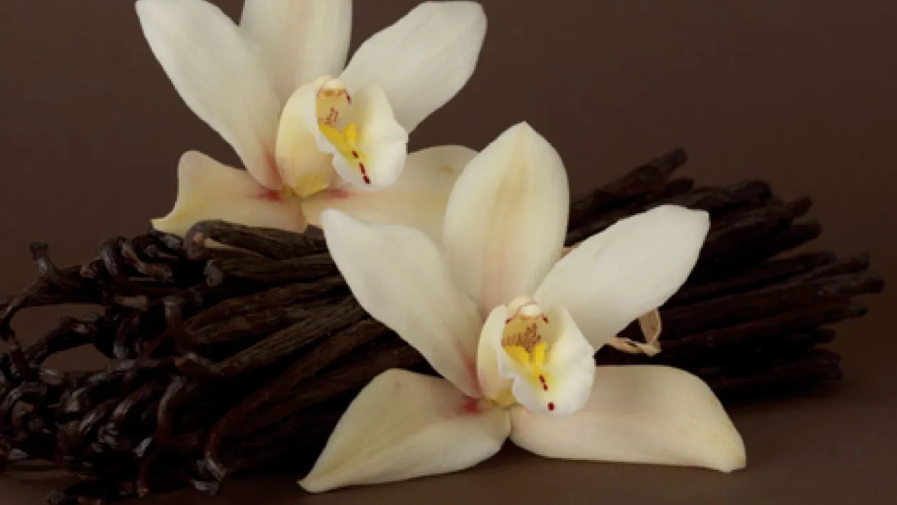 Sigur nu ştiai asta! Care este diferenţa între zahărul vanilat şi cel vanilinat!