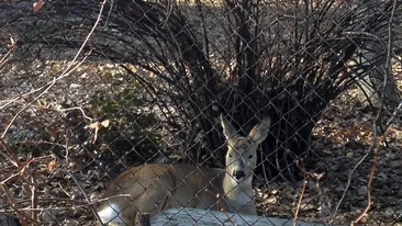 N-ai sa crezi cine traieste in curtea Spitalului “Victor Babes”! Este suava si locuieste intr-un tarc, de sapte ani!