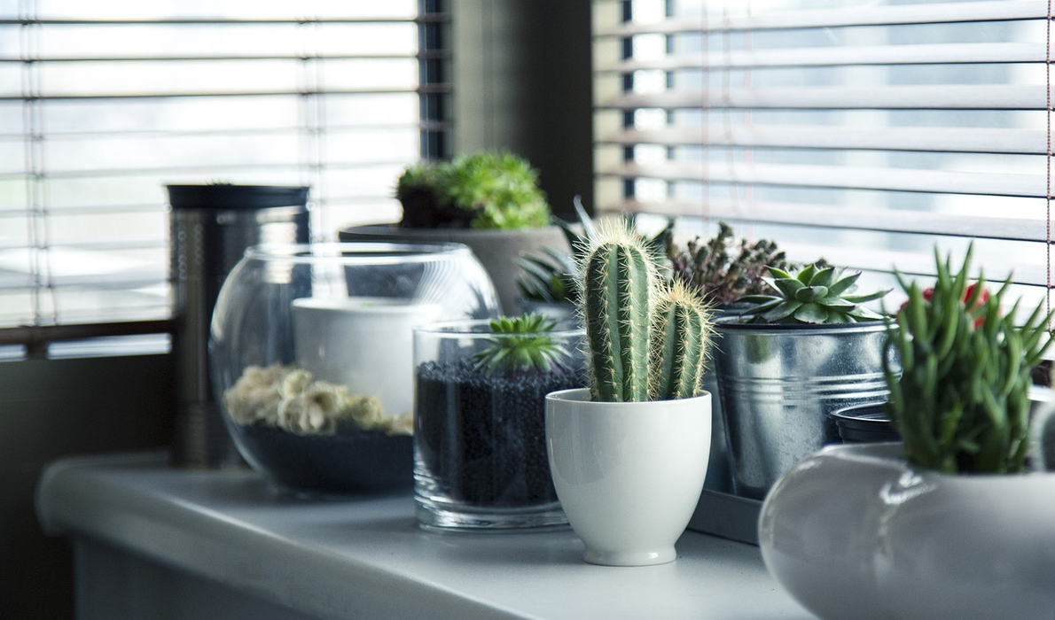 Cactus (Foto: Pixabay)