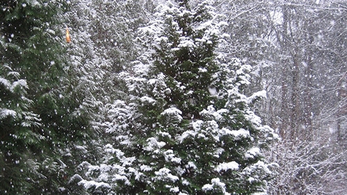 Anunt BOMBA facut de meteorologi in aceasta dimineata! COD GALBEN de ploi in 12 judete si ninsori