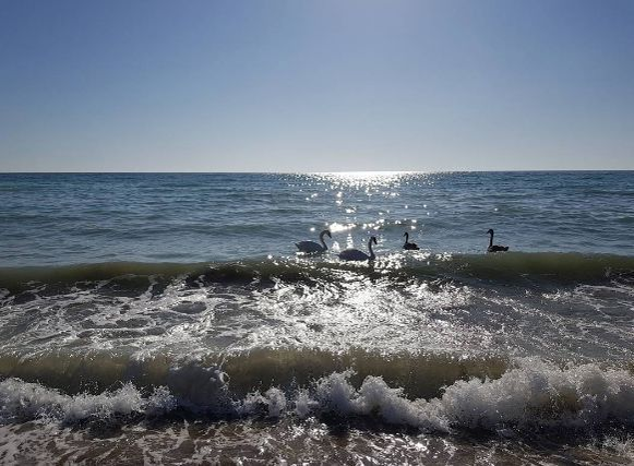 Dana Rogoz a pozat lebede la mare