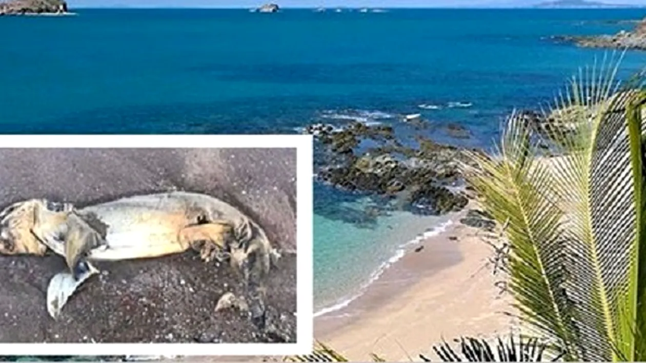 O creatură misterioasă, adusă pe o plajă din Australia! Oamenii sunt îngroziţi de animalul care are un cap plat şi rotund